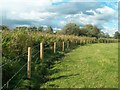 Field by the River Dove