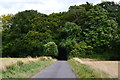 Lane disappearing into woodland