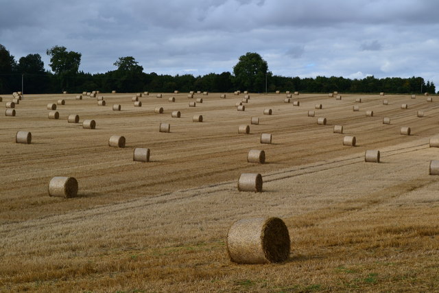 Field of bales