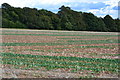 SU2930 : Field near East Tytherley by David Martin