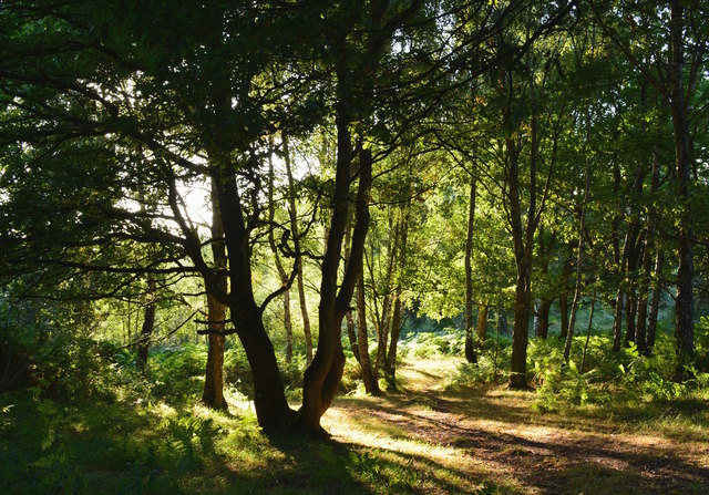 Last Day Of Summer Path Into Woodland © Edmund Shaw Cc By Sa20