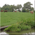 SP6792 : Canalside grazing south-west of Smeeton Westerby, Leicestershire by Roger  D Kidd