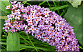 Buddleia, Belfast