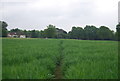 Tandridge Border Path crossing a wheat field