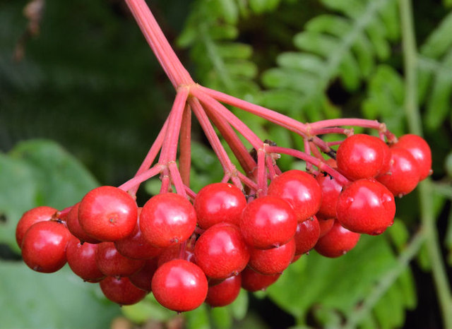 Cotoneaster berries, Belfast (3)