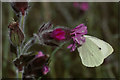 HP6208 : Large White (Pieris brassicae) on Red Campion (Silene dioica), Baltasound by Mike Pennington
