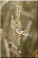 SD2902 : Small Heath (Coenonympha pamphilus), Hightown dunes by Mike Pennington