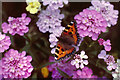 Small Tortoiseshell (Aglais urticae) on garden candytuft, Maghull