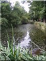 Pond at Great Baddow Recreation Ground