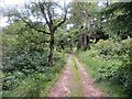 Woodland track, Cardney