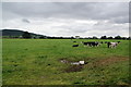 Cows by Cophill Lane