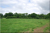 TQ6925 : Field near Borders Farm by N Chadwick