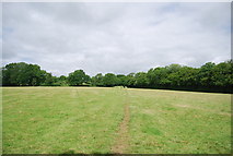 TQ6925 : Sheep track across a field by N Chadwick