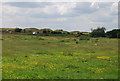 Buttercup meadow