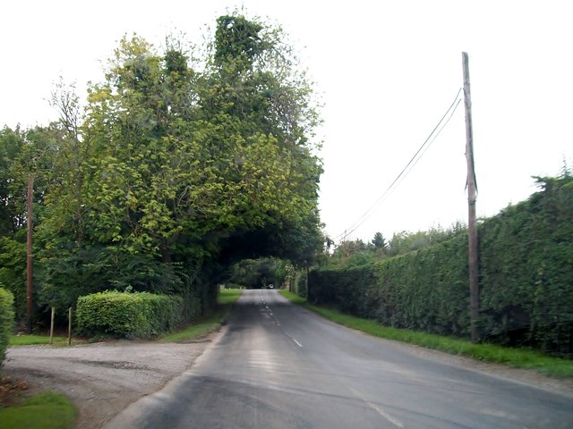 Arching tree over the R164 at Oakley Park, south of Moynalty