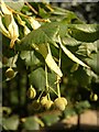 Lime fruit, Eastville Park