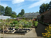 ST3505 : Forde Abbey: plants in the kitchen garden by Basher Eyre