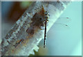 Migrant Hawker (Aeshna mixta), Sandwich Bay Bird Observatory