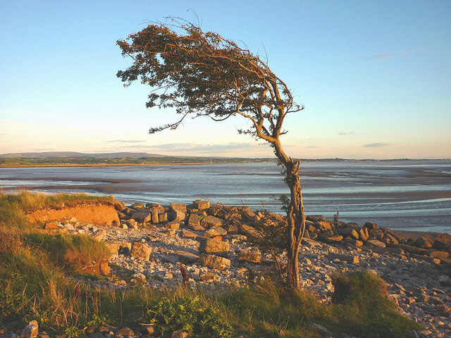 Windswept tree at Jenny Brown's Point, Silverdale