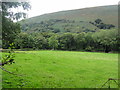 Valley Bottom Pasture