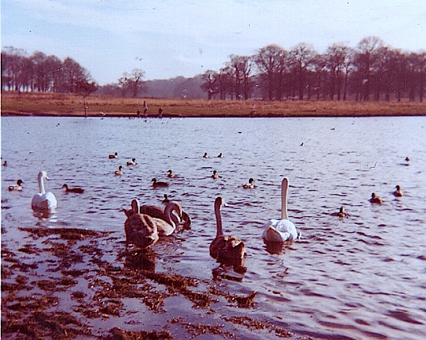 Swans in Pen Pond (Upper), Richmond Park