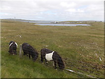 HU5499 : Gutcher: Shetland ponies by the B9082 by Chris Downer