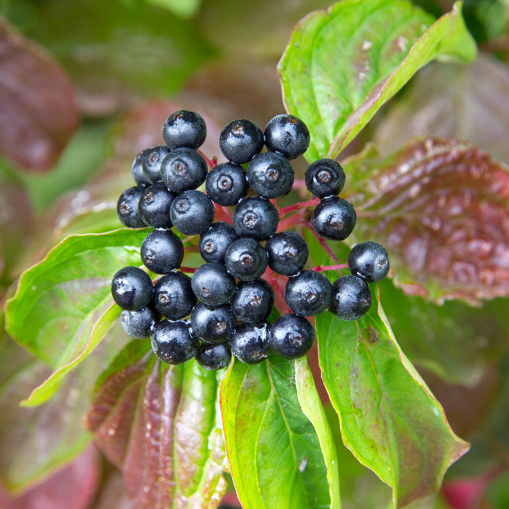 Dogwood berries © David P Howard cc-by-sa/2.0 :: Geograph Britain and ...