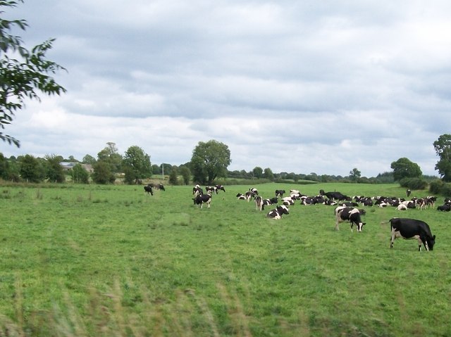 Friesian herd east of the Belmont Road