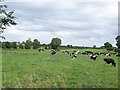 N0625 : Friesian herd east of the Belmont Road by Eric Jones