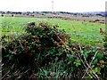 Teebane Townland