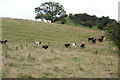 Frisky cattle near Round Hills