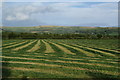 Cut grass near Silton Grange