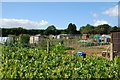 Allotments at Lee Mill