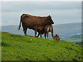 Cattle on Terrace Walk