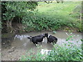 Cattle having a dip in St Catherine