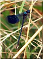 SP4305 : Damselfly by the River Thames by Steve Daniels