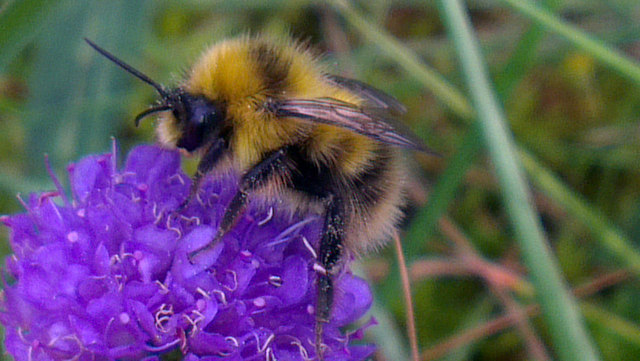 Small Heath Bumblebee (Bombus jonellus),... © Mike Pennington cc-by-sa ...