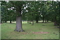 Grange Plantation of oak trees, next to Aby Grange Farm