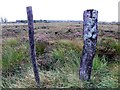 Charred posts, Formil