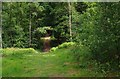 Footpath in Eymore Wood, near Trimpley, Worcs