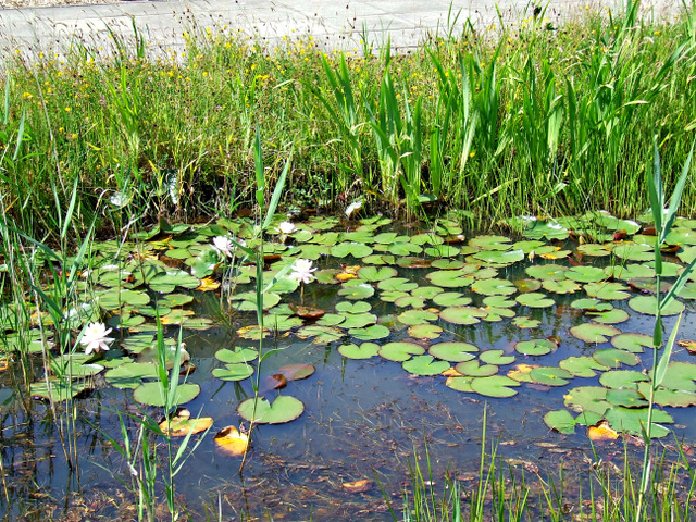 Lilly pads by the Clyde