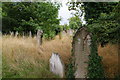 TQ1968 : Conservation area in Kingston Cemetery by Bill Boaden