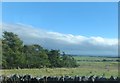 NZ0491 : Rough grazing and plantation north of Rothley Shield East by Barbara Carr