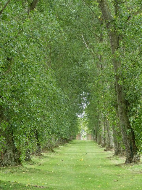 Avenue of Black Poplars