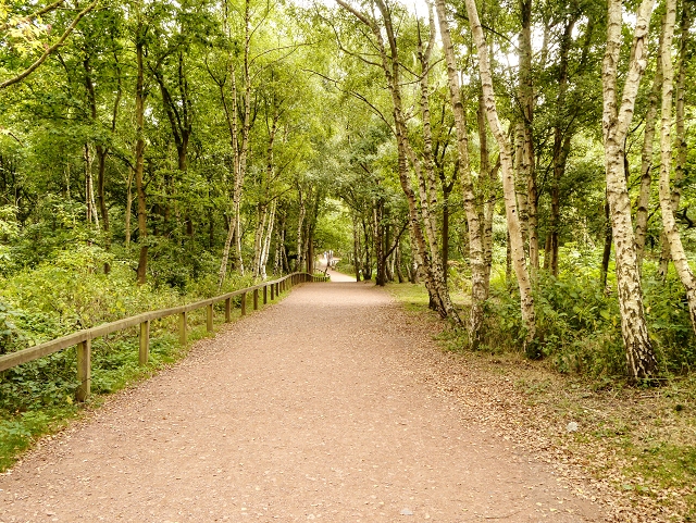 Sherwood Forest, Robert's Plantation