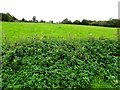 Curraghmacall Townland