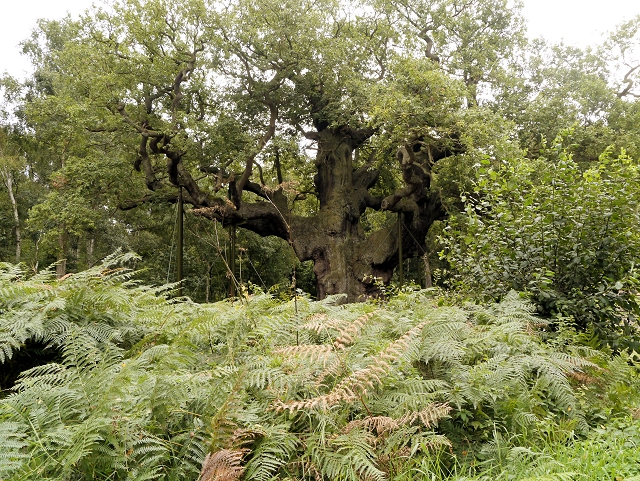 Sherwood Forest Approaching The Major © David Dixon Geograph Britain And Ireland