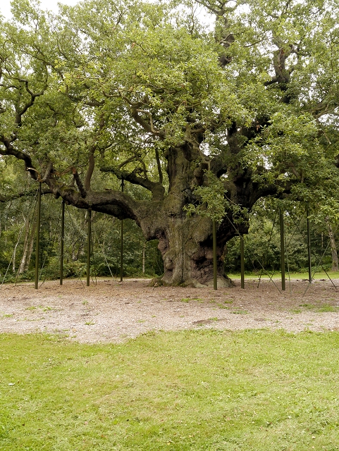 The Major Oak, Sherwood Forest © David Dixon :: Geograph Britain and ...