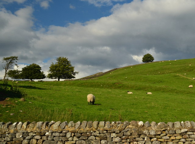 Sheep in pasture off Burnsall Lane