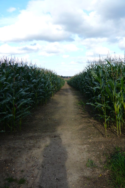 Corn on the Cob way